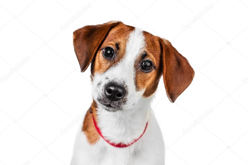 Jack russell terrier