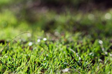 Ormanda bir çayır çimen