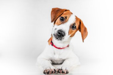 Jack Russell Teriyeri