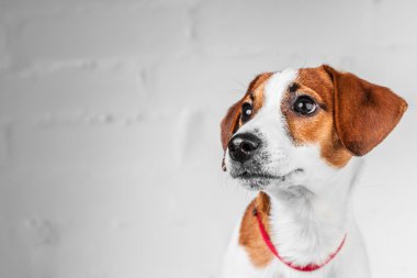 Jack Russell Teriyeri