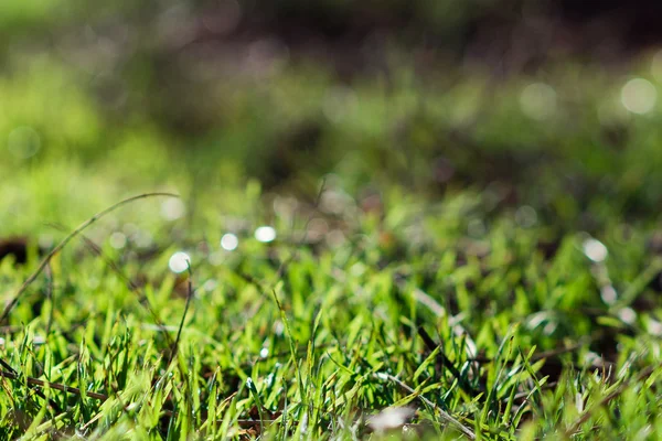 Ormanda bir çayır çimen