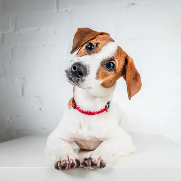 Jack Russell Terrier — Stockfoto