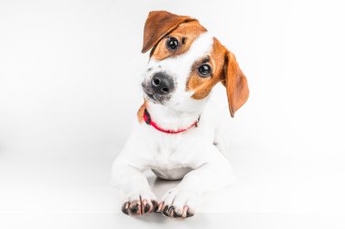 Jack Russell Teriyeri
