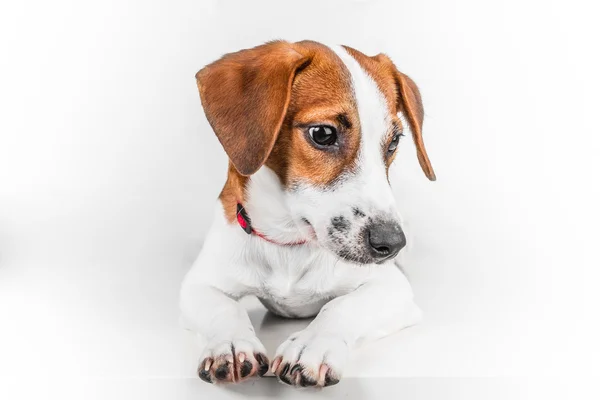 Jack Russell Terrier — Stockfoto