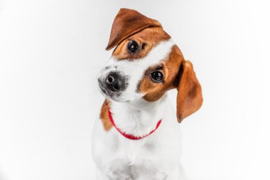 Jack Russell Teriyeri