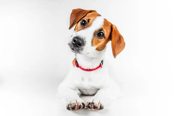 Jack Russell Terrier — Stockfoto