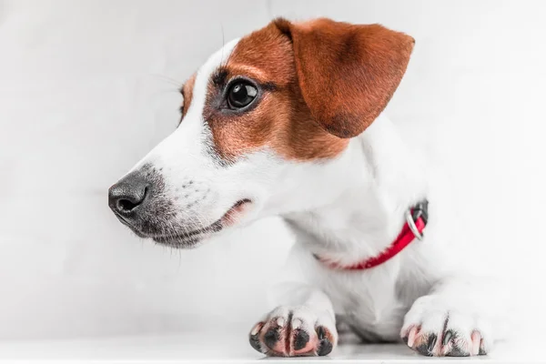 Jack Russell Terrier — Stockfoto