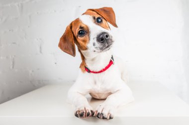 Jack Russell Teriyeri