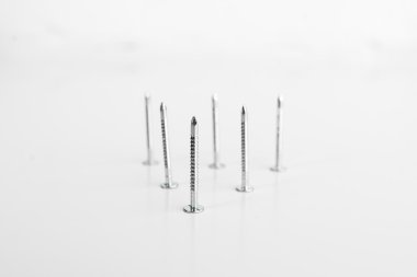 Jack Russell Teriyeri