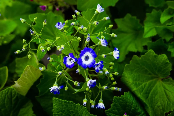 Bir tencerede saksı çiçekleri