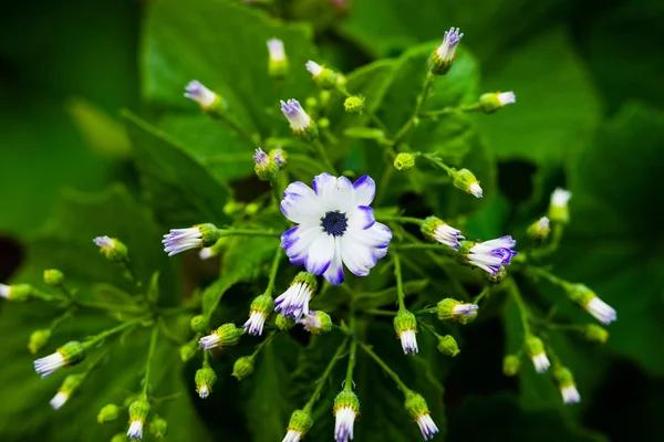 Potted flowers in a pot — Stock Photo, Image