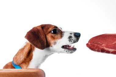 Et yemeyi Jack Russell Terrier