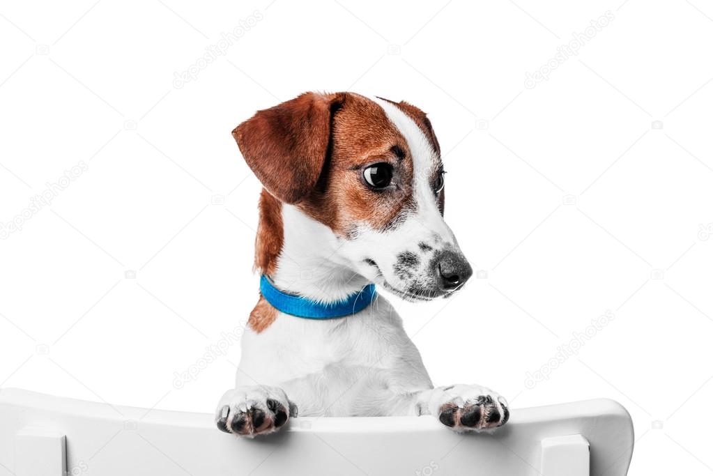 Puppy Jack Russell terrier in a blue collar