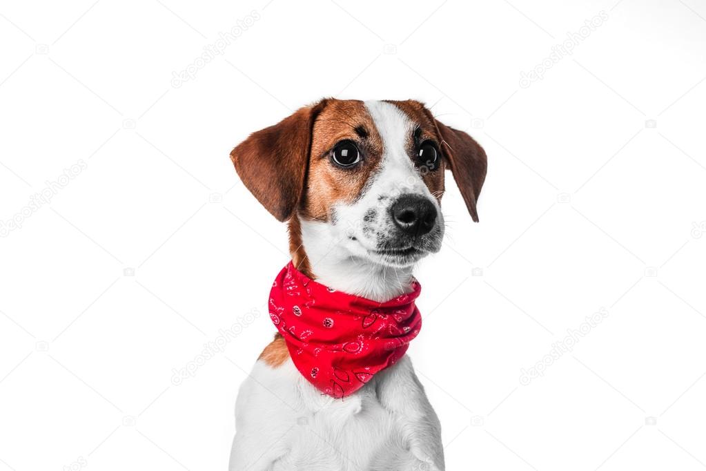 Puppy Jack Russell terrier in a red bandana