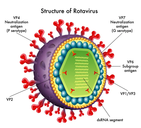 Ejemplo médico de la estructura del rotavirus — Vector de stock