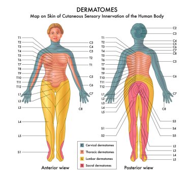 Cutaneous Sensör Innervation of the Human Body Haritası