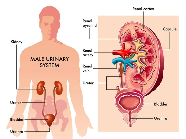 男性の尿路系を示す医療イラスト — ストックベクタ