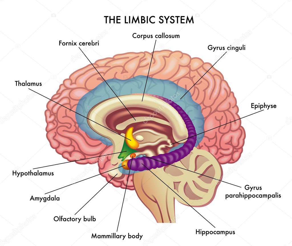 Medical illustration showing limbic system