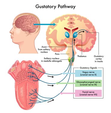 Medical illustration showing gustatory pathway diagram clipart