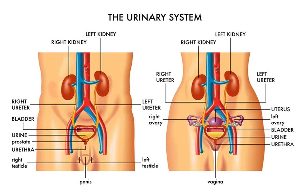 Ilustração Médica Mostrando Sistema Urinário Feminino Masculino — Vetor de Stock