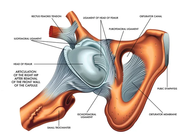 Medical Illustration Showing Hip Articulation — Stock Vector