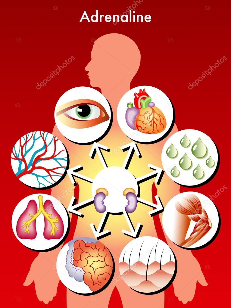 Human anatomy.