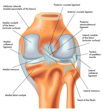 Posterior view of the right knee in extension clipart