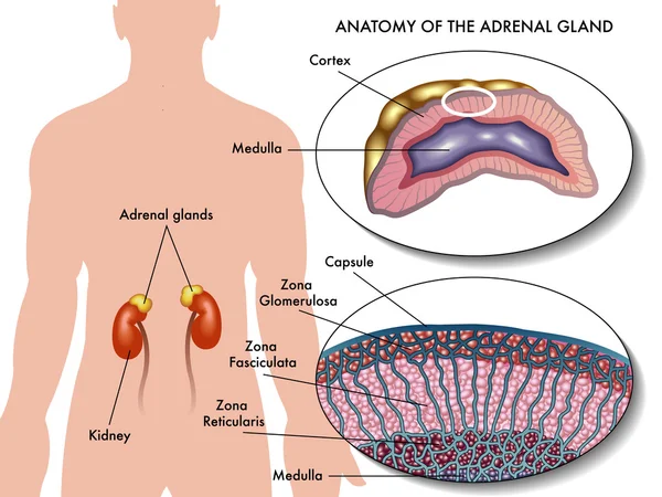 Glándula suprarrenal — Vector de stock