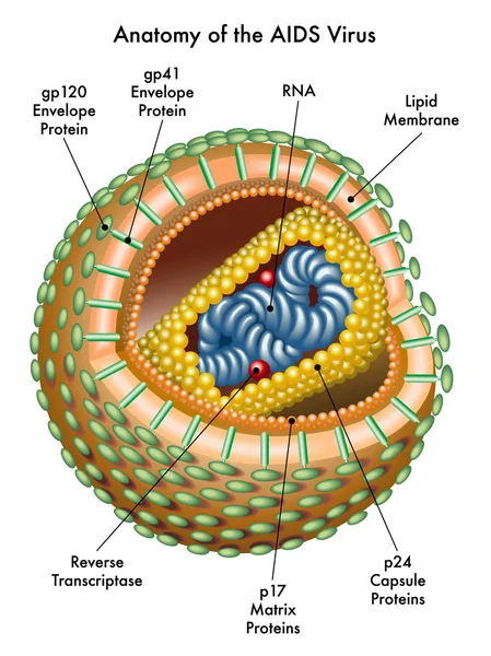 Aids — Vettoriale Stock