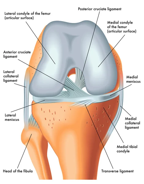 Vista frontal de la rodilla derecha en flexión — Archivo Imágenes Vectoriales