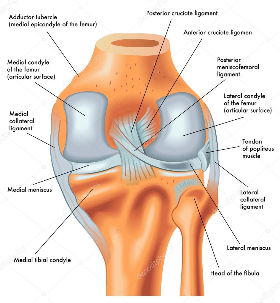 Posterior view of the right knee in extension