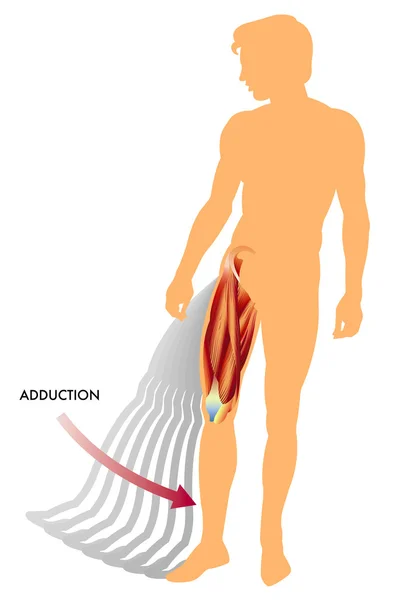 Adduction — Stockvector