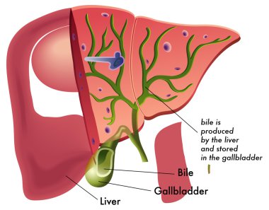 Human liver anatomy clipart