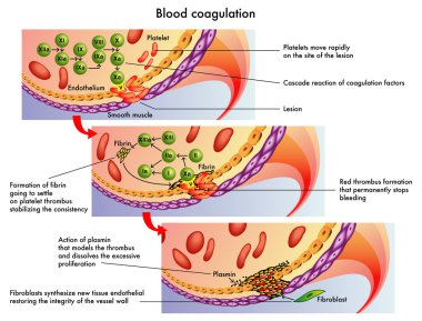 Blood coagulation clipart