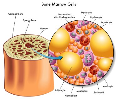 Bone marrow cells. clipart