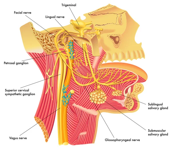Nervios autónomos en la cabeza — Archivo Imágenes Vectoriales