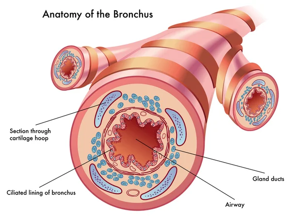 Anatomia del bronco . — Vettoriale Stock