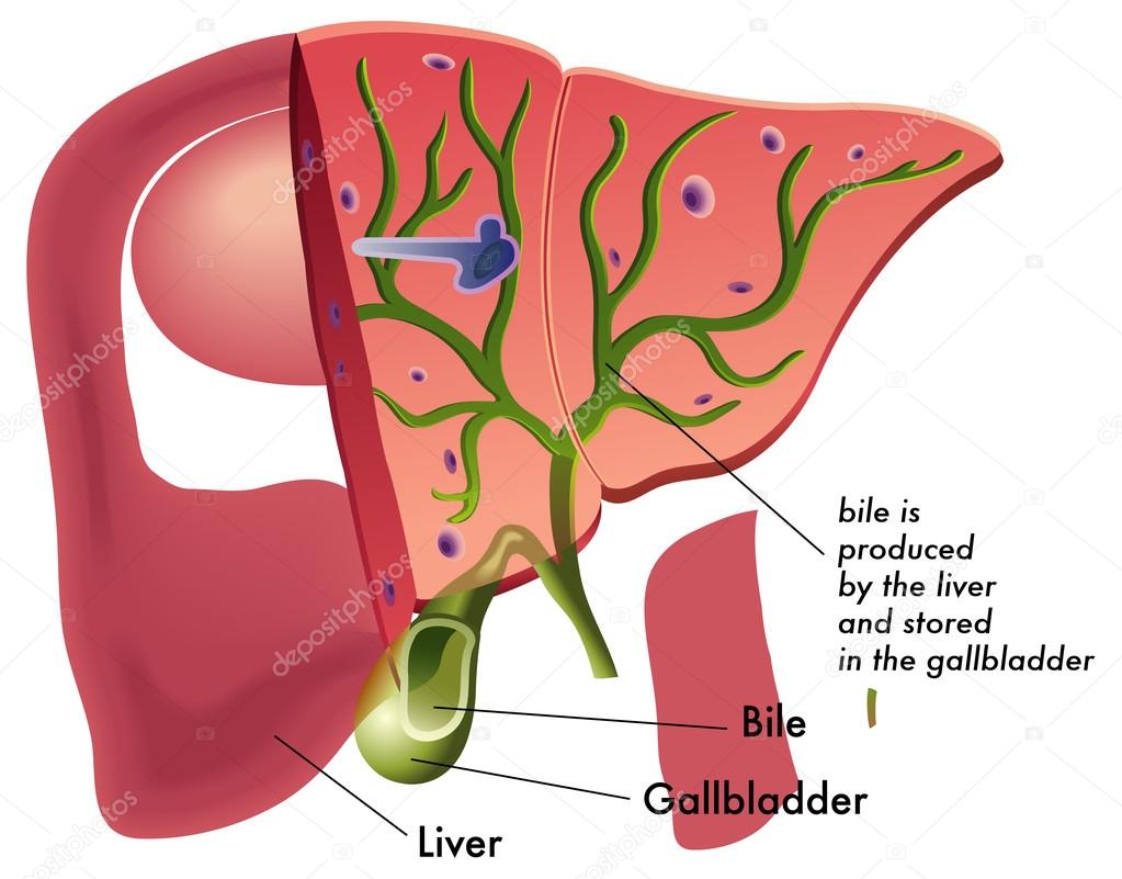 Human liver anatomy