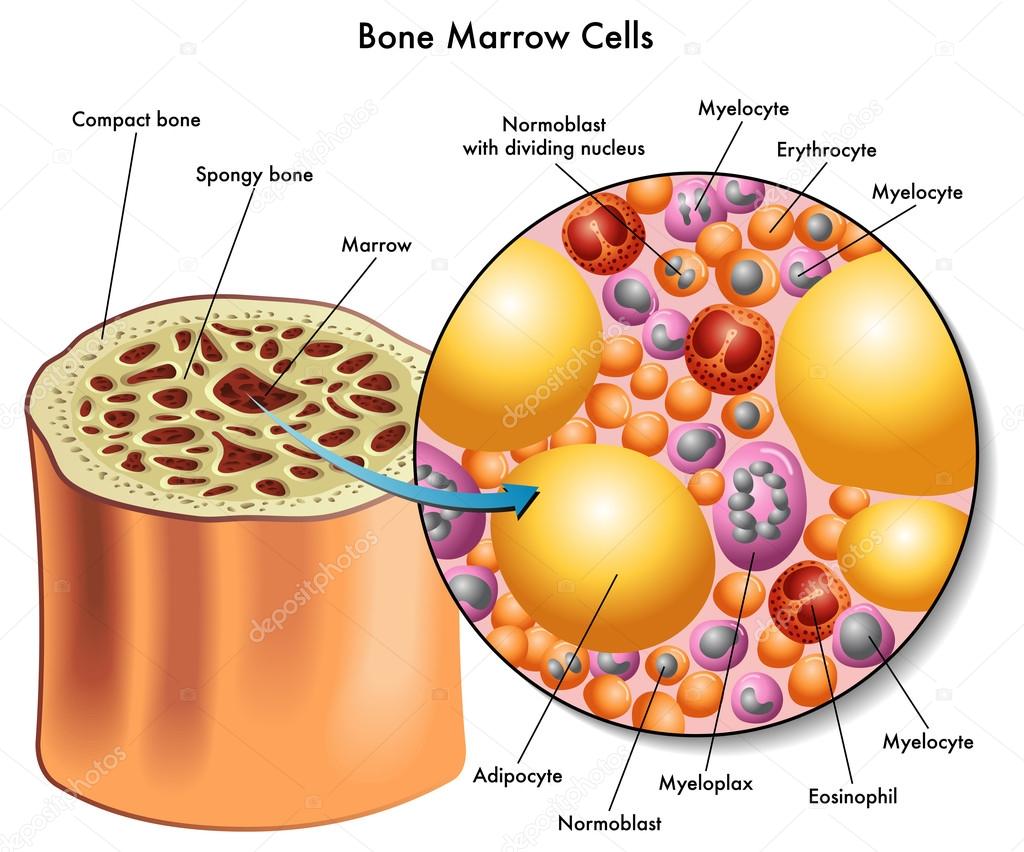Bone marrow cells.