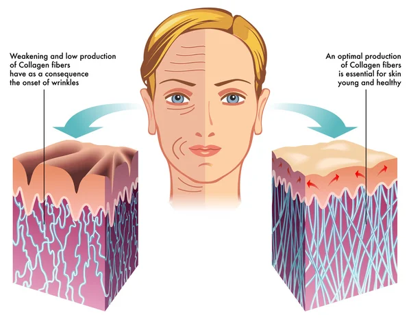 Collagene — Vettoriale Stock