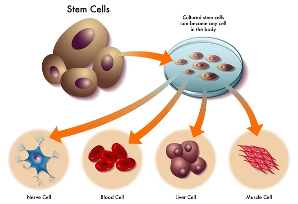 Стволовые клетки — стоковый вектор