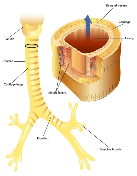 Anatomy of the trachea — Stock Vector