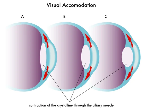 Visuele accomodatie — Stockvector