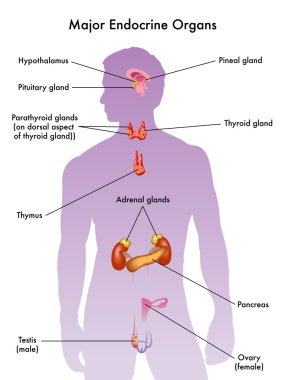 Human Endocrine system clipart