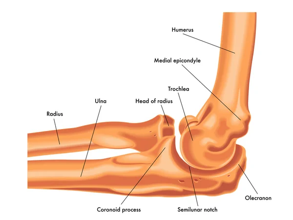 Articulación del codo humano — Vector de stock