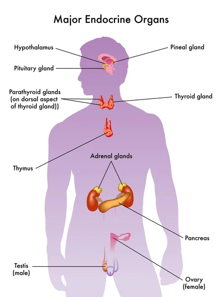 人体的内分泌系统 — 图库矢量图片
