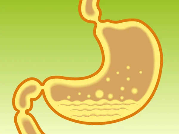 Menselijke Gastric zuurgraad — Stockvector