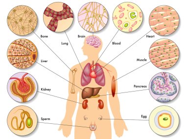 Anatomy of human cells