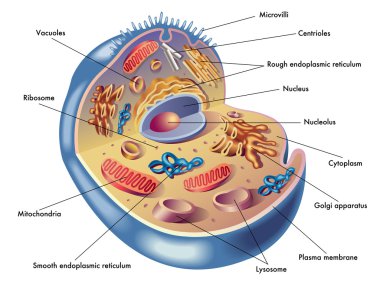 Human cell structure clipart