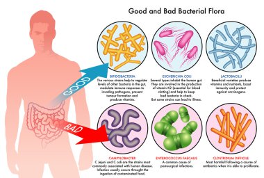 Good and bad bacteria infecting human clipart